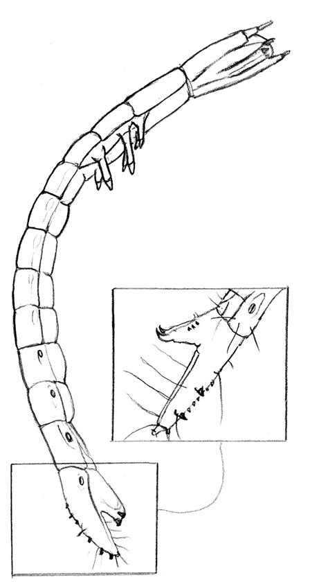 Bromeliad Larvae - Hydrophilidae sp A