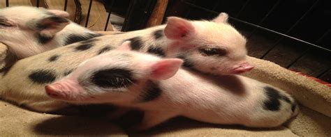 Charming Mini Pigs Breeders Of American Mini Pigs