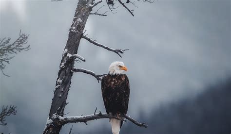 How to Ethically Photograph Wildlife in Jasper National Park | Tourism ...