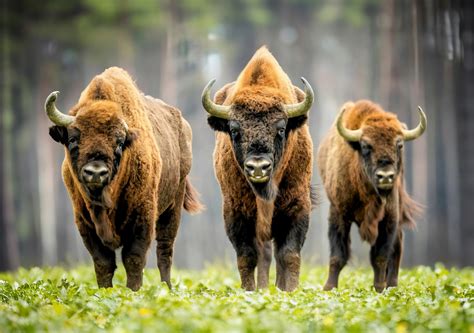 Conservation success stories offer hope for biodiversity - Earth.com