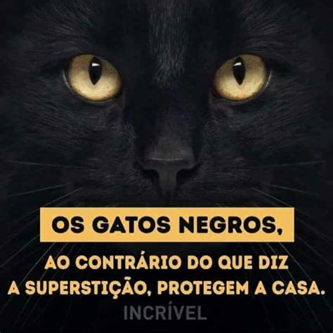 Gatos E Suas Cores Wicca Bruxaria Amino