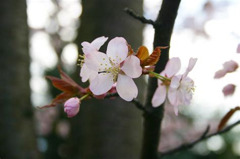 Free Images Tree Branch Flower Petal Bloom Food Spring Produce