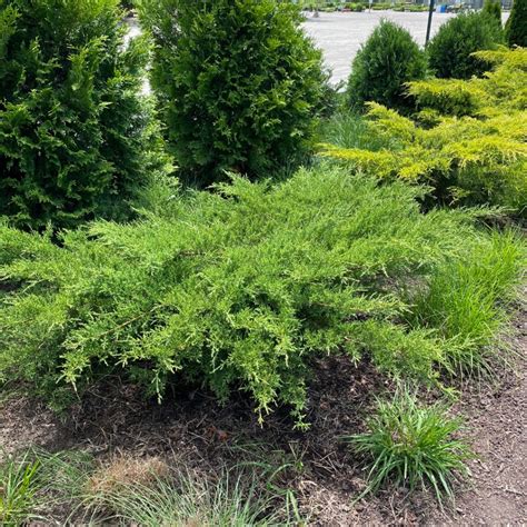 Juniperus Chinensis Kallay S Compact Midwest Groundcovers Llc