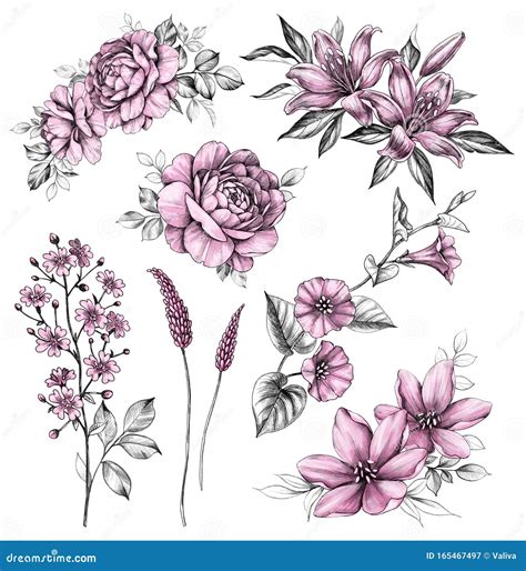 Hand Drawn Beautiful Pink Flowers Set Stock Illustration Illustration