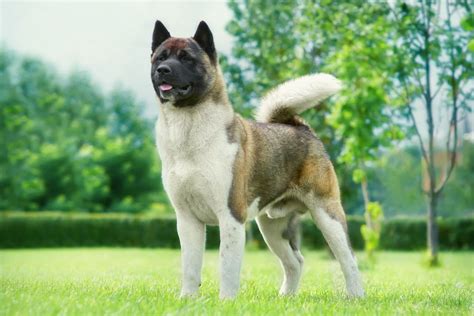 Akita Americano Carattere Prezzo Dei Cuccioli