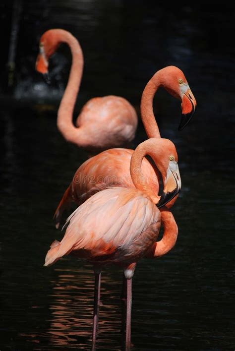 16 Three Flamingos Free Stock Photos Stockfreeimages