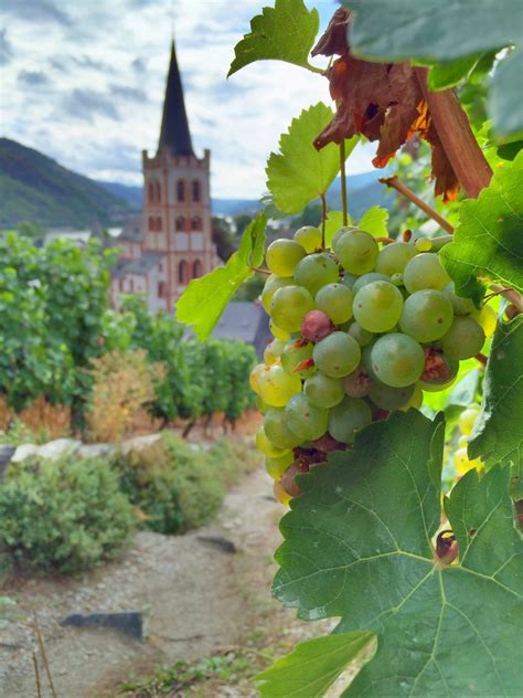 rhine river valley german wine country ricky leong