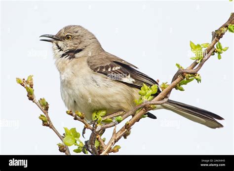 Northern mockingbird singing Stock Photo - Alamy