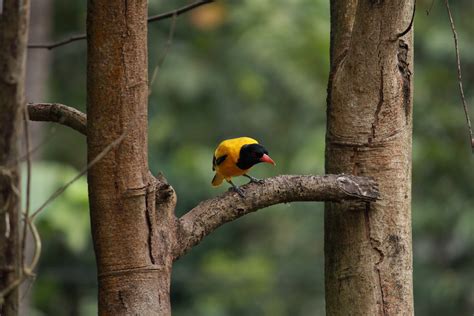 Perching Yellow Bird Pixahive