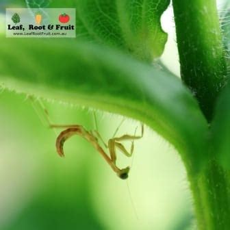 Pink praying mantis - Leaf, Root & Fruit Gardening Services