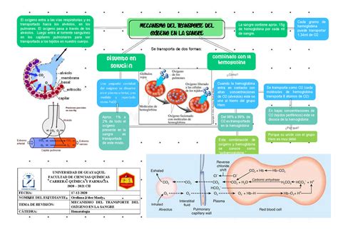 Mecanismo Del Transporte Del Oxigeno En La Sangre UNIVERSIDAD DE