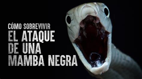 C Mo Sobrevivir El Ataque De Una Mamba Negra Youtube