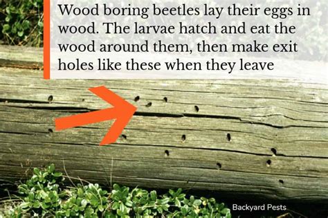 Wood Destroying Insects What They Are Signs Of Damage Inspections