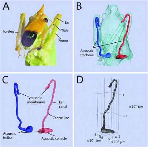 Anatomy And 3d Reconstruction Of The Katydid Ec A An Image Of The