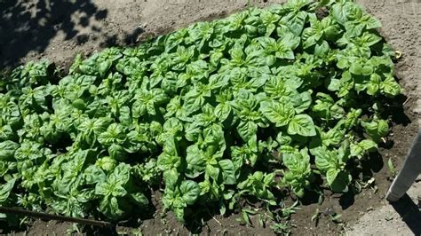 Quali sono le varietà di basilico Tipi di basilico da cucina Il