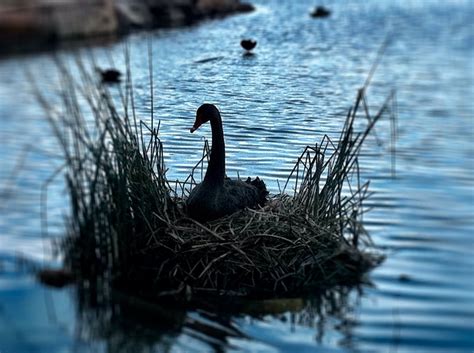 Free Images Nature Pond Wildlife Reflection Beak Blue Fauna