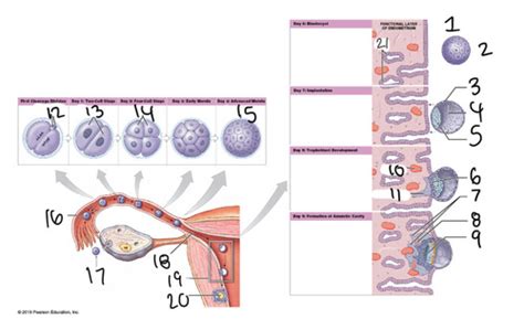 Fertilization Cleavage Implantation Flashcards Quizlet