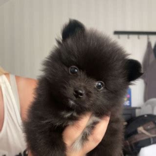 9 månader gammal Pomeranian säljs av Sara från Arboga Skaffa Hund