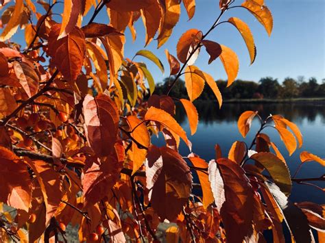 Here's the science behind the fall leaf colors