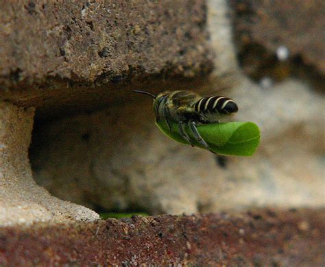 Digging Deep: An inside look at how bees nest ⋆ Bee Better Certified®