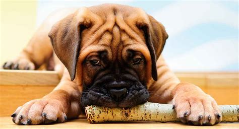 Bullmastiff Names - Pick The Perfect One For Your Tough Dog