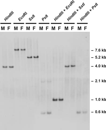 Southern Blot Hybridization Analysis Of Genomic Dna From Male M And