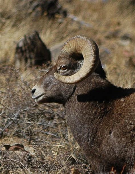 Rocky Mountain Bighorn Sheep Georgetown Colorado