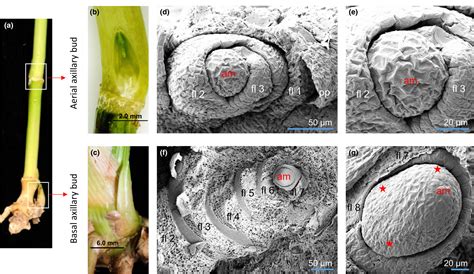 The Mir156‐spl4 Module Predominantly Regulates Aerial Axillary Bud