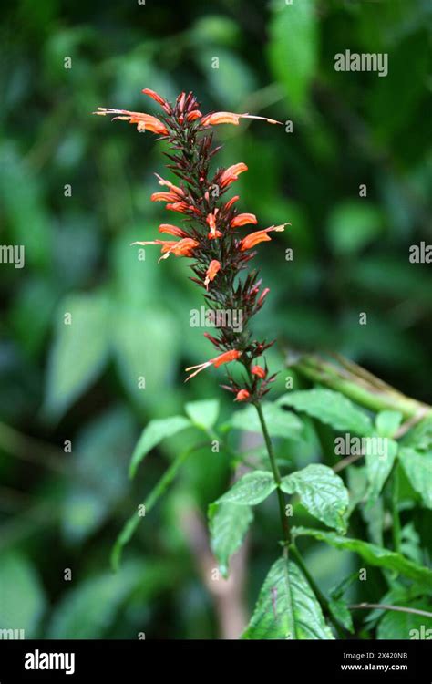 Planta De Costa Rica Hi Res Stock Photography And Images Alamy