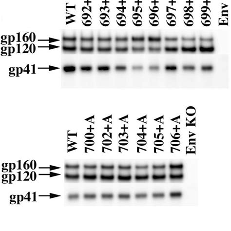 The Immunoblotting Analysis Of Wild Type Wt And Ala Inserted Mutant