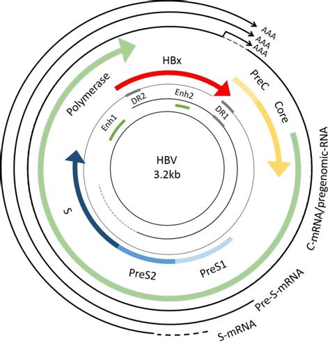 Hepatitis B virus (HBV) genome map. The genome of HBV is a ...