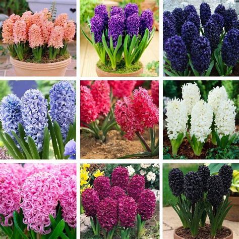 Mixed Hyacinthus Orientalis Seed Hyacinth Seeds 100pcs Pack Flower