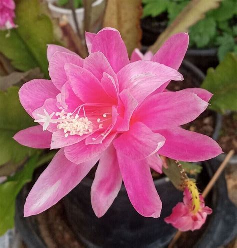 Rare Orchid Cactus German Empress Epiphyllum Rooted Live Plant