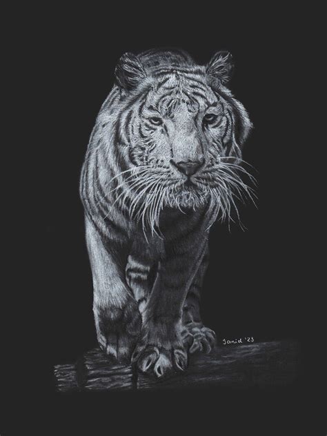 Dibujo Realista. Tigre Blanco. 2023 on Behance