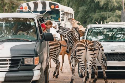 Safari Park Animal Safari Drive Through Zoo