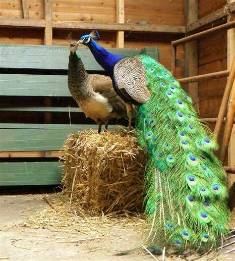 Kinderboerderij Winschoten Juni