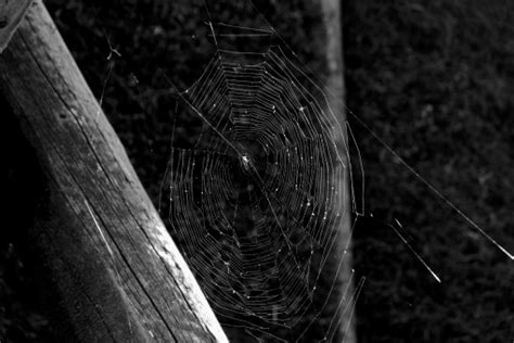 Free Images Wing Black And White Leaf Line Darkness Material