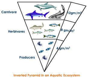 energy flow   ecosystem ecological pyramids pmf ias