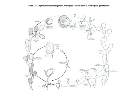 Ppt Biology 1112 Powerpoint Presentation Free Download Id7038109