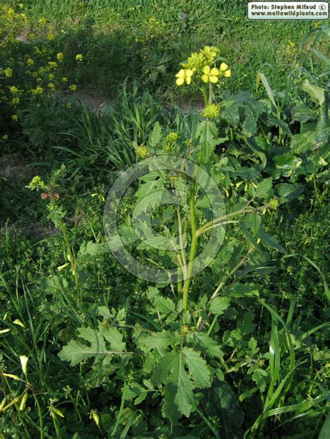 Sinapis alba (White Mustard) : MaltaWildPlants.com - the online Flora ...