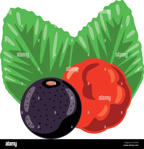 Fresh Acai Berries Stock Vector Images Alamy