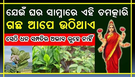 ଯେଉଁ ଘର ଆଗରେ ଏହି ଚମତ୍କାରି ଗଛ ଆପେ ଉଠିଥାଏ ସେହି ଘରେ ଧନ ସମ୍ପତ୍ତିର ଆଭାବ