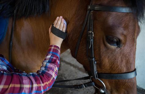 Equine Therapy