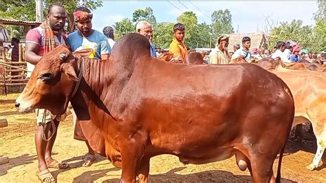 আজ ১৯ নভেম্বর চট্টগ্রামের খামারী কেমন দামে মাংসের ওজন সহ বড় বড়