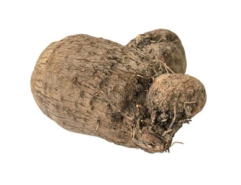 Dioscorea Alata Or Yam On White Background Stock Photo Image Of