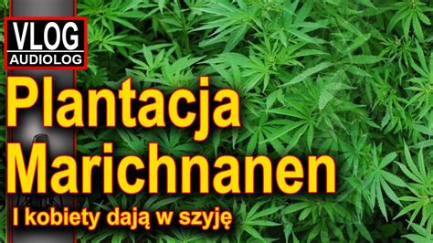 Plantacja marichnenen i kobiety dają w szyję słowo na poniedziałek