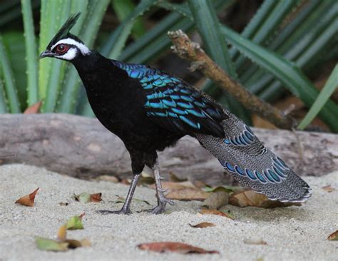 TS.Feathers of Wonder: Discovering the Allure of the Palawan Peacock ...