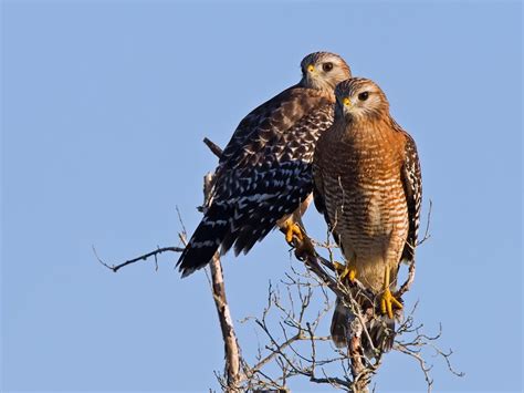 Red Tailed Hawk Vs Red Shouldered Hawk What Are The Birdfact