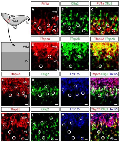 Frontiers Distinct Activities Of Tfap2A And Tfap2B In The