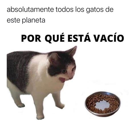 Absolutamente todos los gatos de este planeta Por qué está vacío Memes